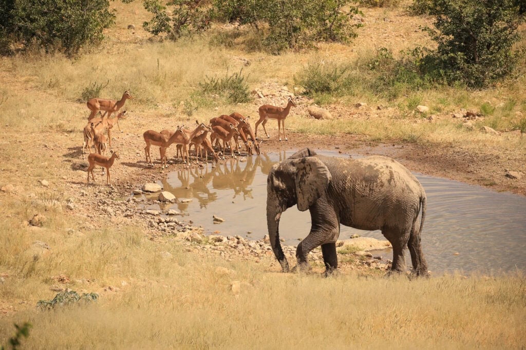 Elephant and antelopes at a waterhole in Okonjima, Namibia. Photo: Getty Images