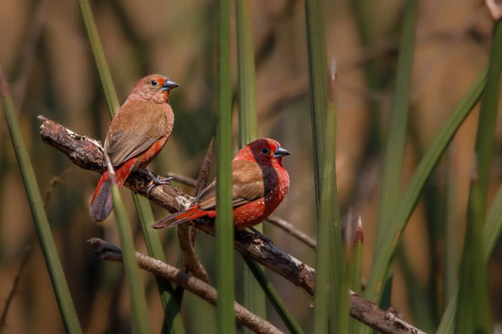 Jameson's Firefinch close up in Zimbabwe. Photo: Getty Images