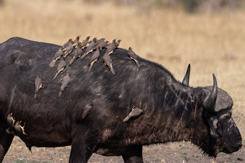 Oxpecker birds on an African Buffalo. Photo: Canva