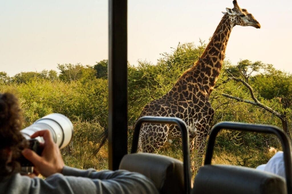 A traveller takes a picture of a nearby giraffe.