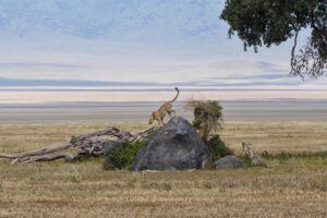 A leopard climbs down a rock in Tanzania.