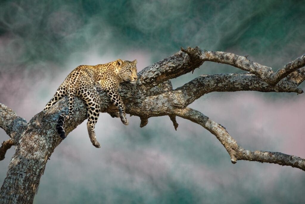 A leopard in a tree on safari in Africa.