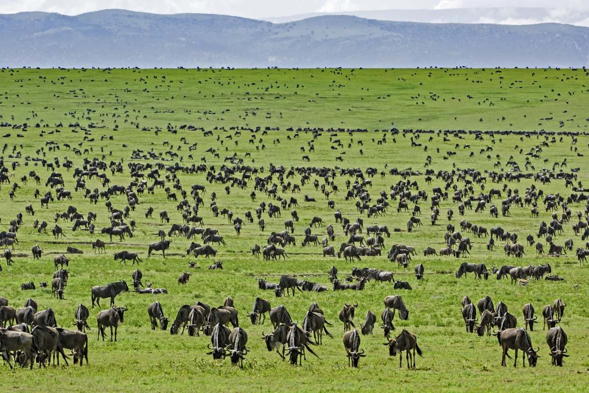 Wildebeest on the Serengeti plains.