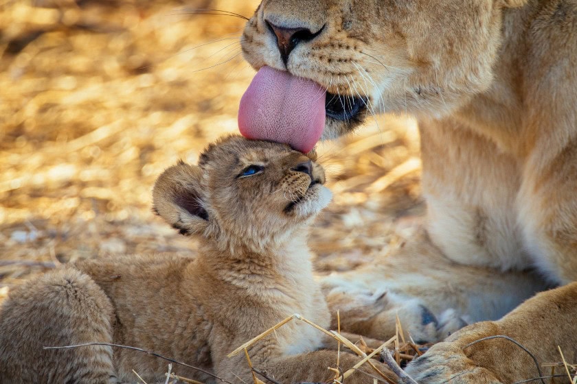 Lioness spending some time with her cub. Photo: Michel Bieler-Loop from Getty Images