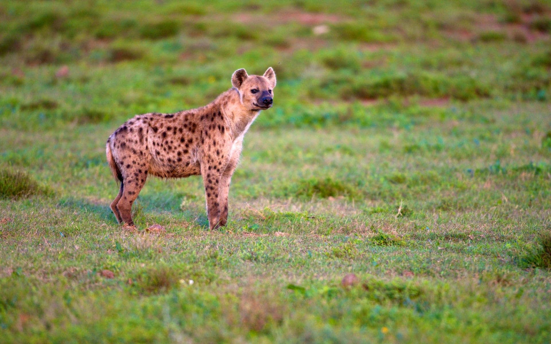 Heyna in a field in Addo Elephant National Park