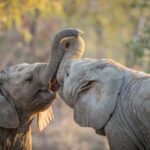 elephants playing south africa