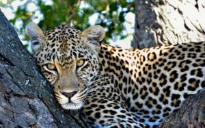 leopard in a tree in sabi sands