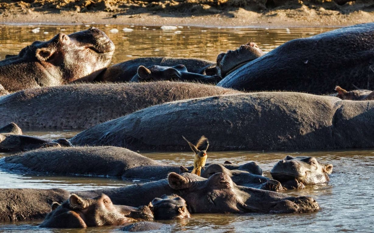 Hippos in South Luangwa National Park, Zambia | Photo: Andre Erlich