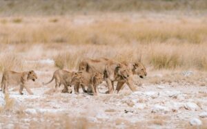 Two lionesses walking with their cubs in Namibia desert