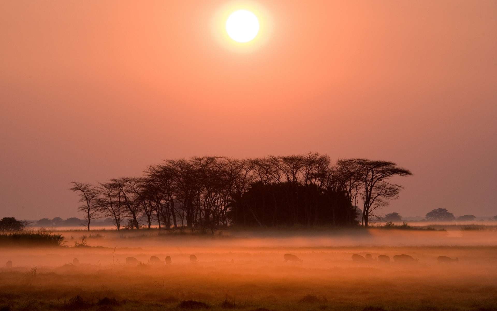 Sunrise in the Kafue National Park, Zambia | Photo: ANDREYGUDKOV via Getty