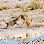 Two lion clubs playing at a waterhole in Etosha National Park, Namibia | Photo: Josh Mitchell via Getty