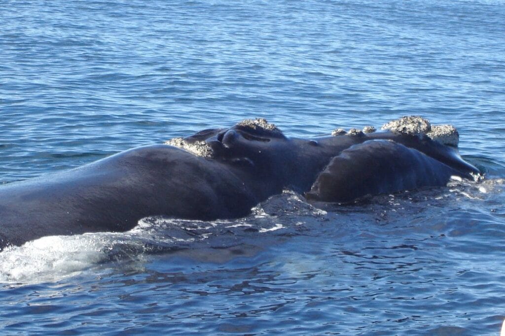 A southern right whale near the surface of the ocean.