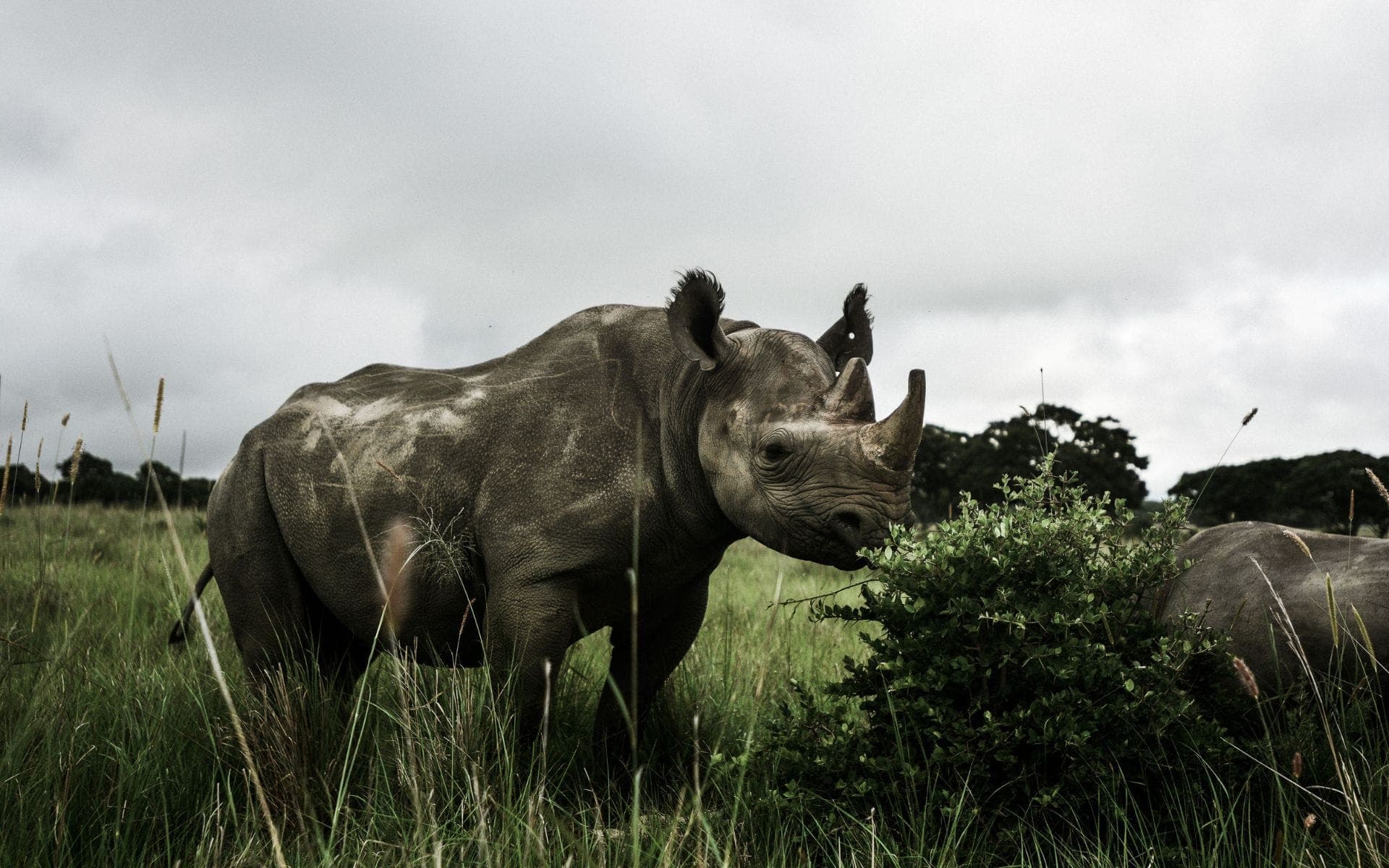 Black rhino and her calf 