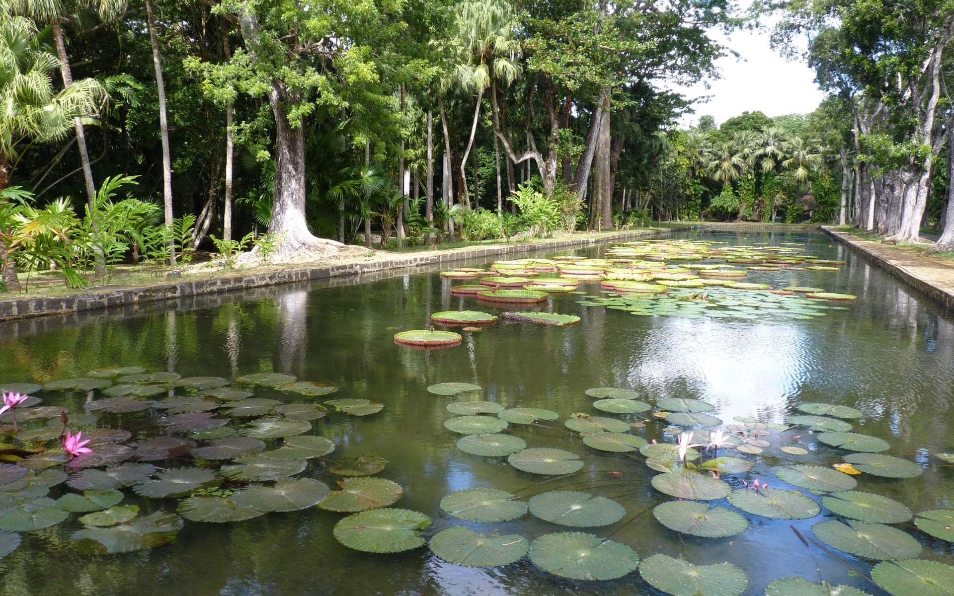 Sir Seewoosagur Ramgoolam Botanic Garden, Mauritius