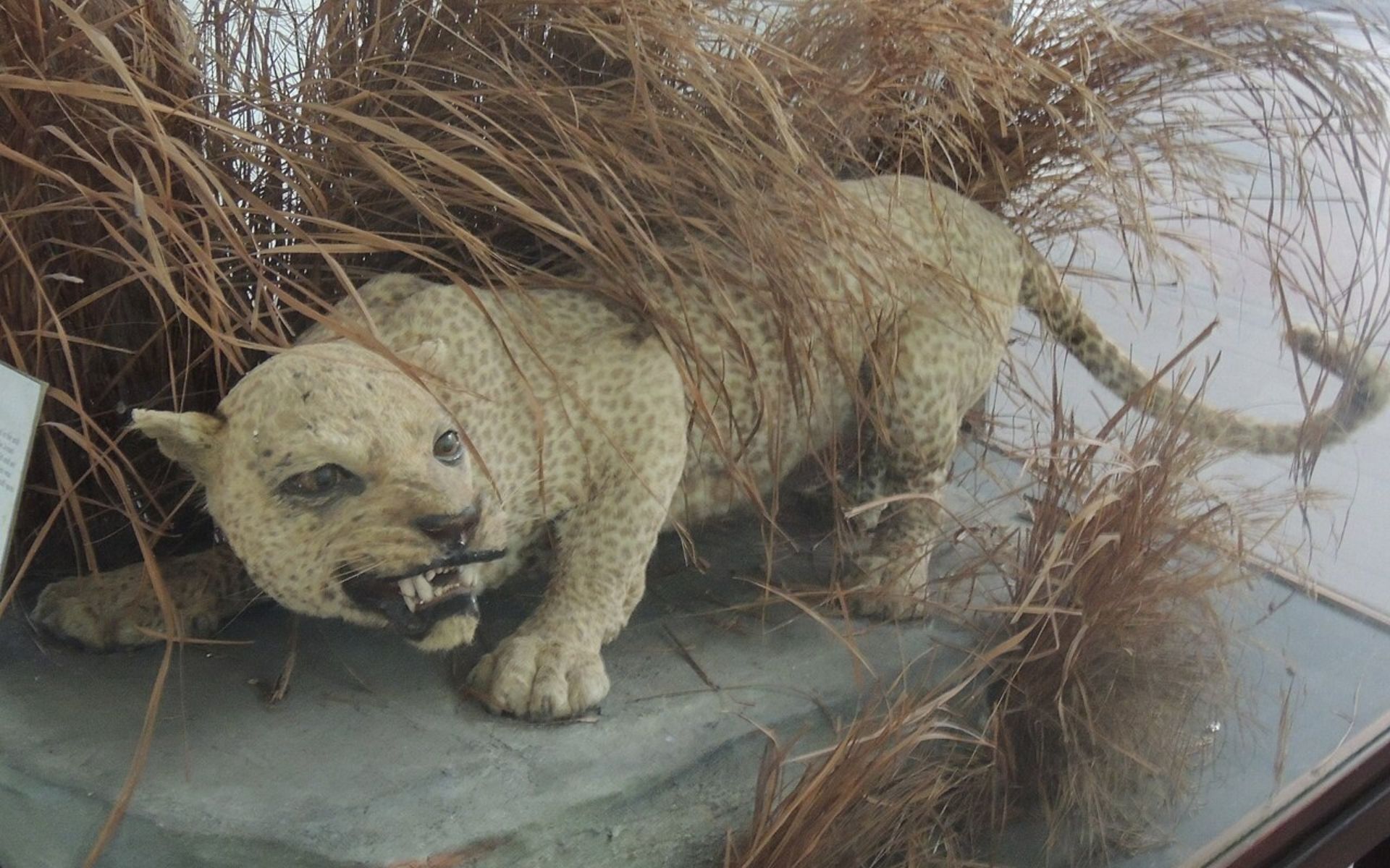 Mounted Zanzibar leopard in the Zanzibar Museum