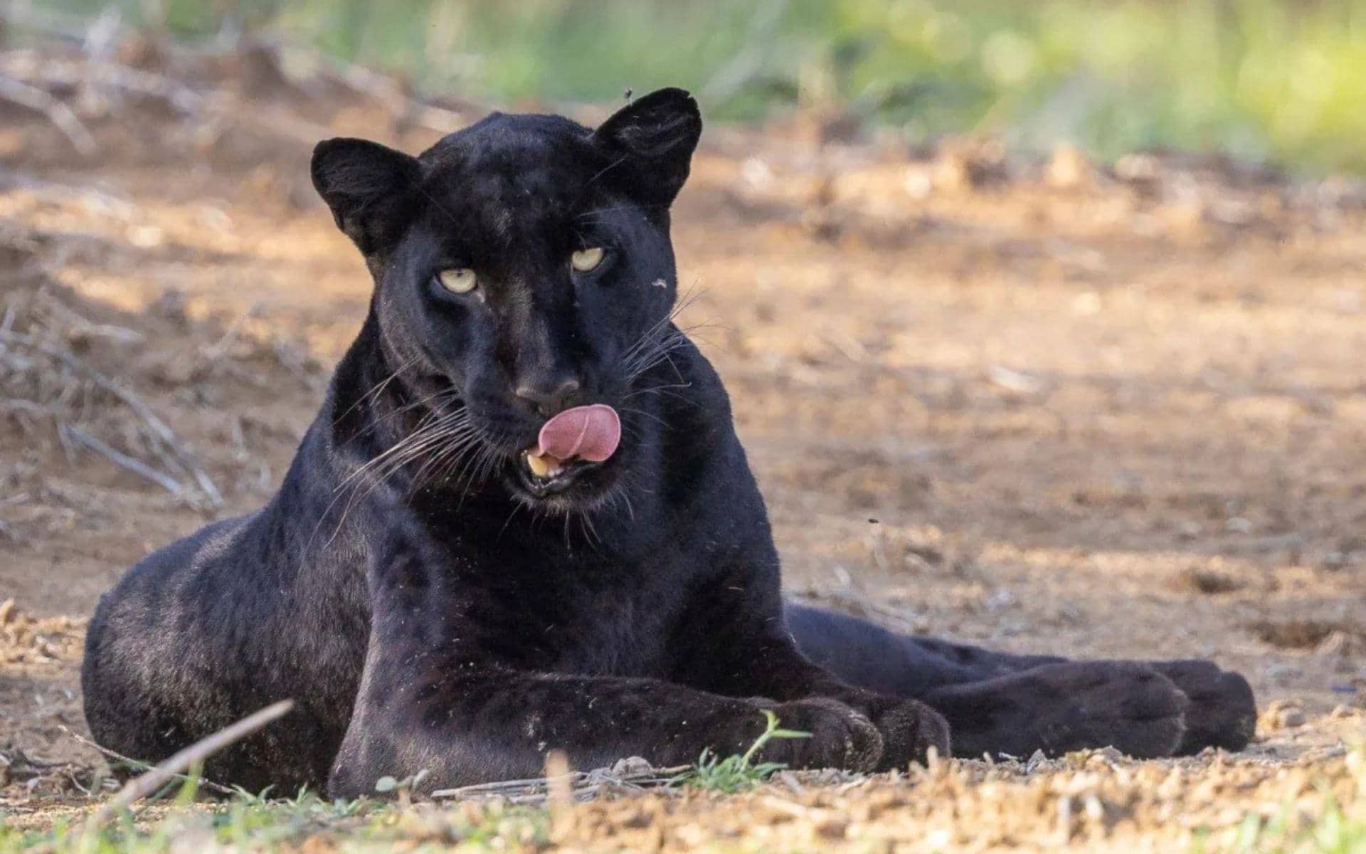 Giza the black leopard, Laikipia, Kenya