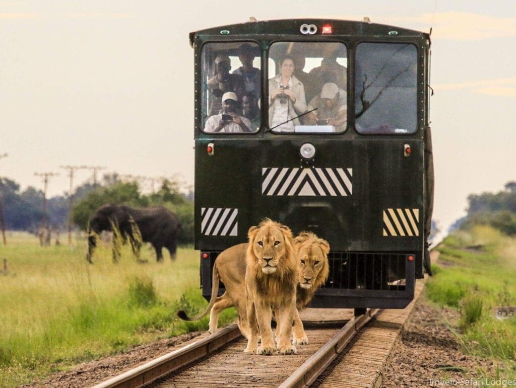 A rail car stopping for two lions with an elephant in the background