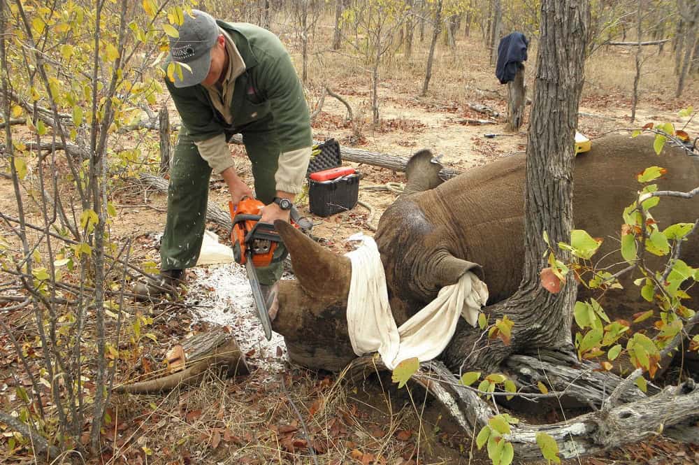 Rhino getting dehorned in Kruger