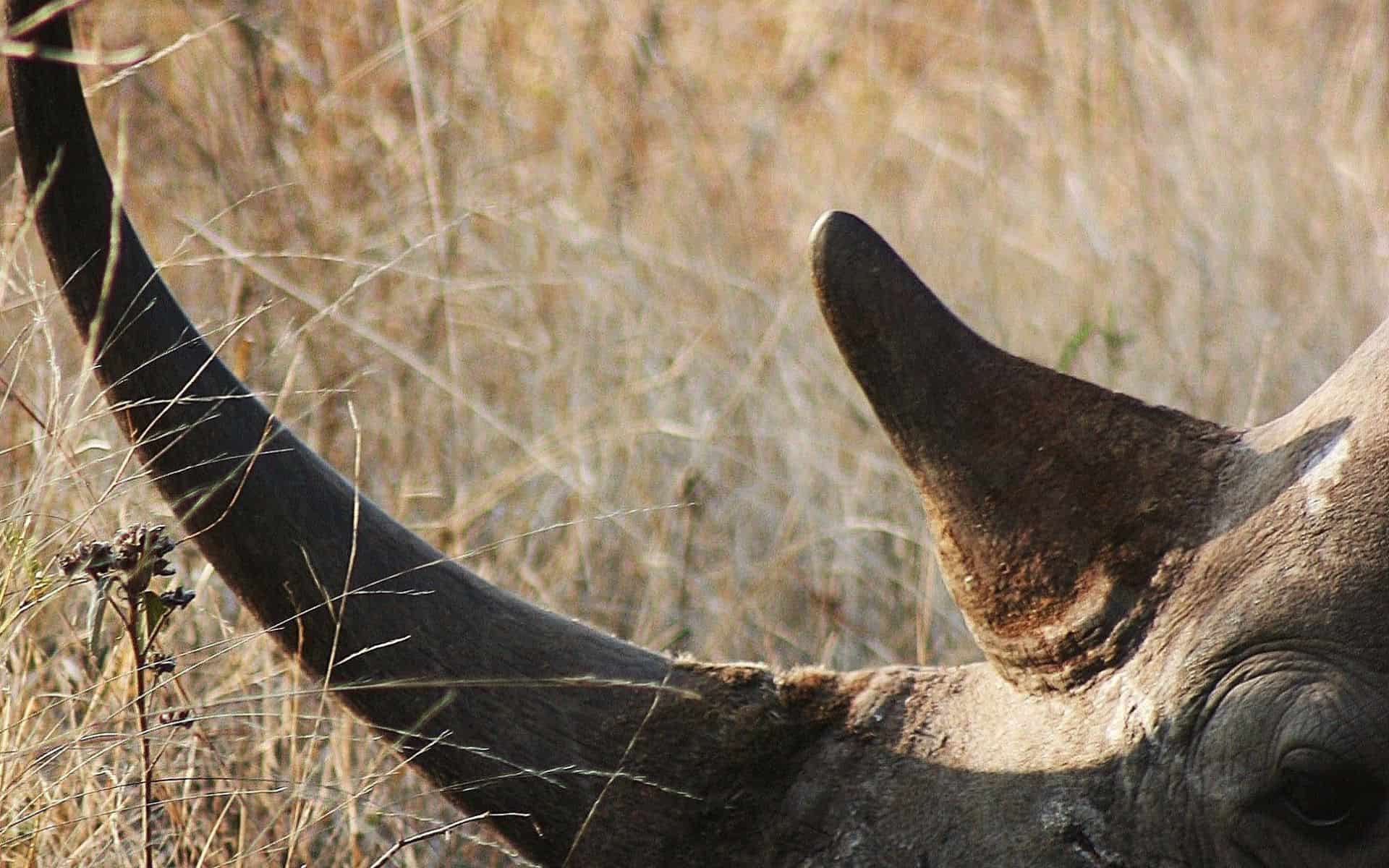 close up of a rhino with its horns in tact in Makalali Game Reserve South Africa