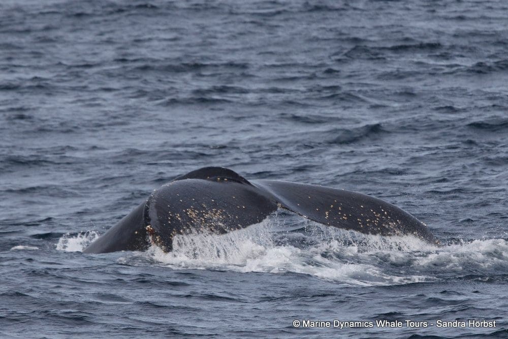 The humpback whale we saw on our ocean safari