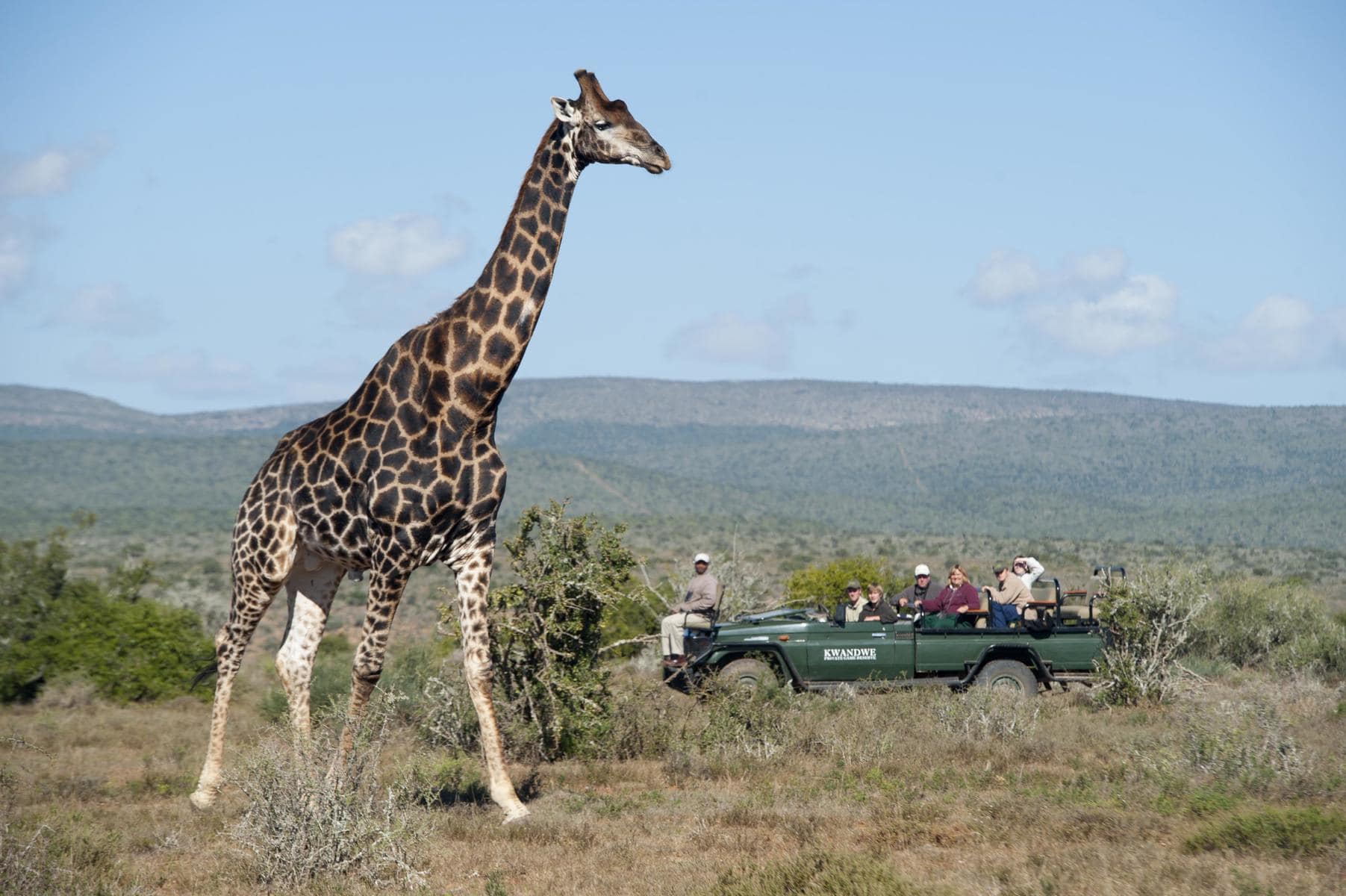 A giraffe spotted on a game drive in South Africa. One of the many South African animals that you can see on safari.