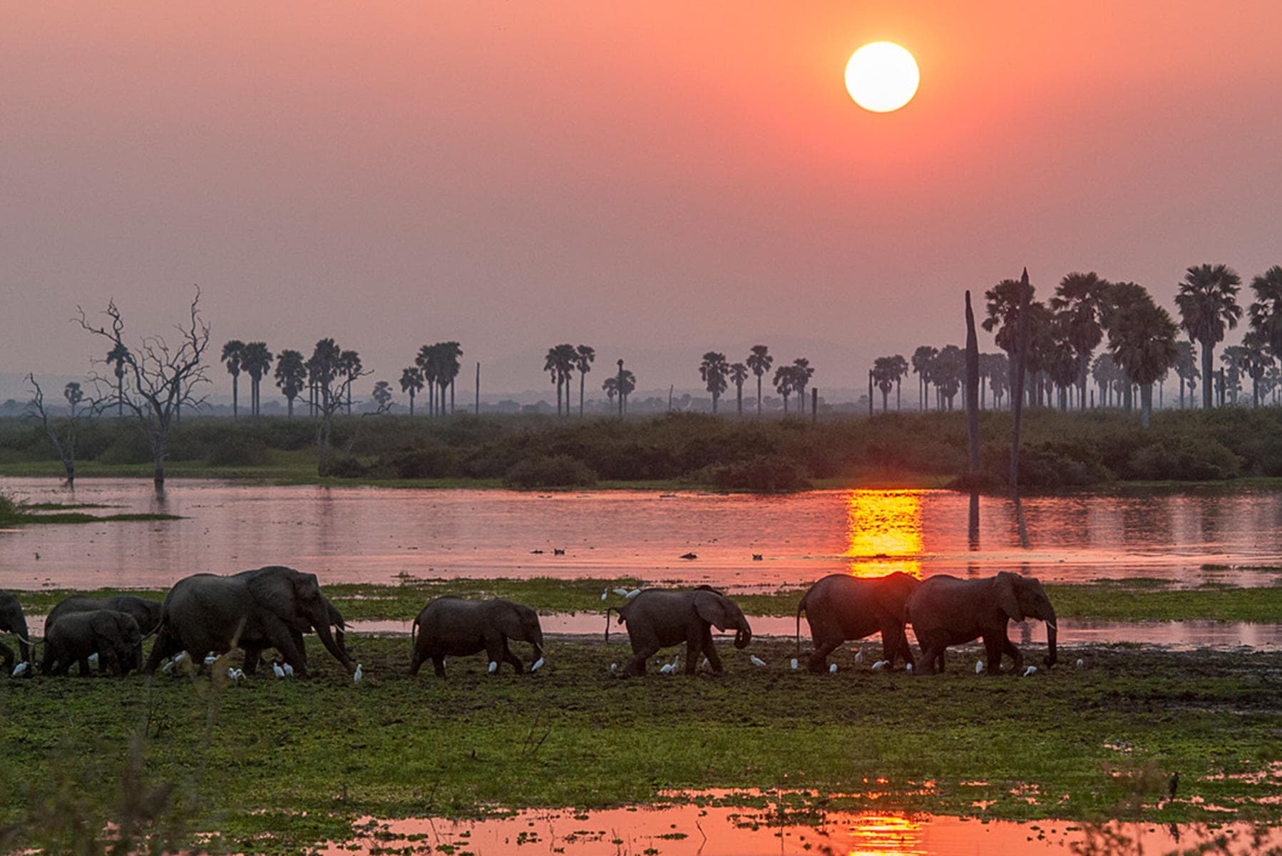 Elephants walking along the river at sunset in Tanzania