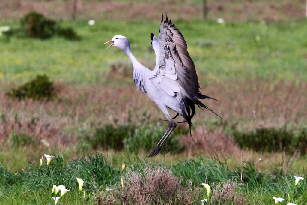 Close-up view of a Blue Crane