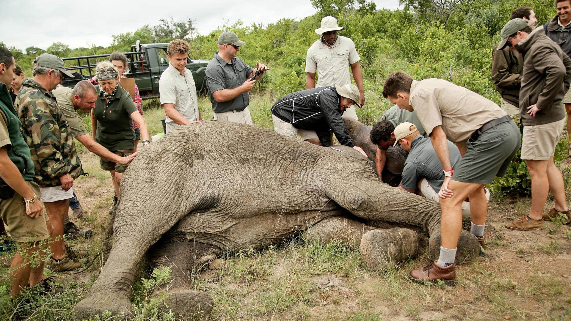 Elephant collaring operation in Phinda as part of a conservation safari
