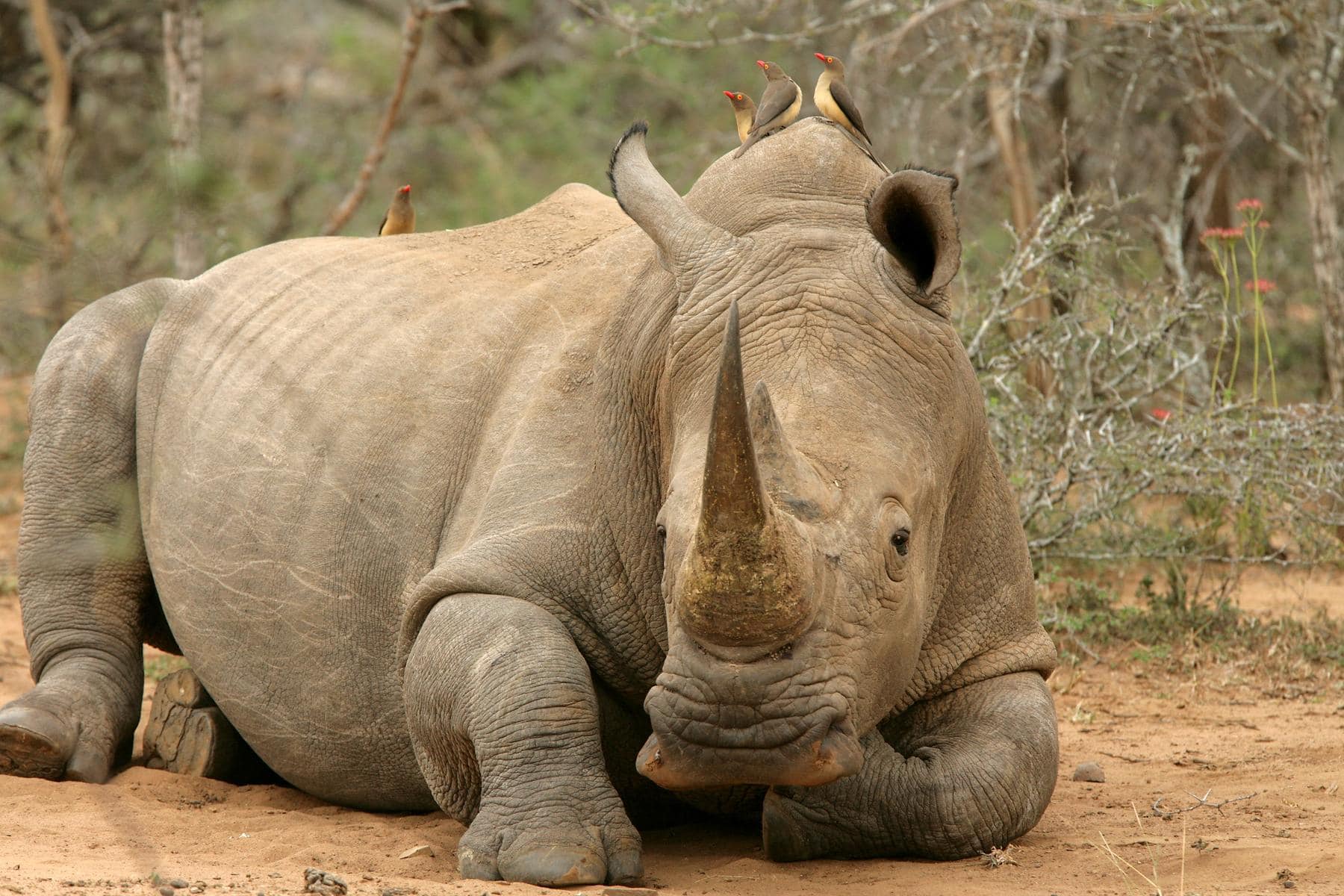 Rhino waking up after a notching procedure in South Africa