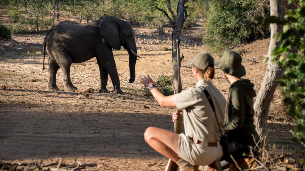 Observing an elephant on a walking safari in the Kruger National Park.