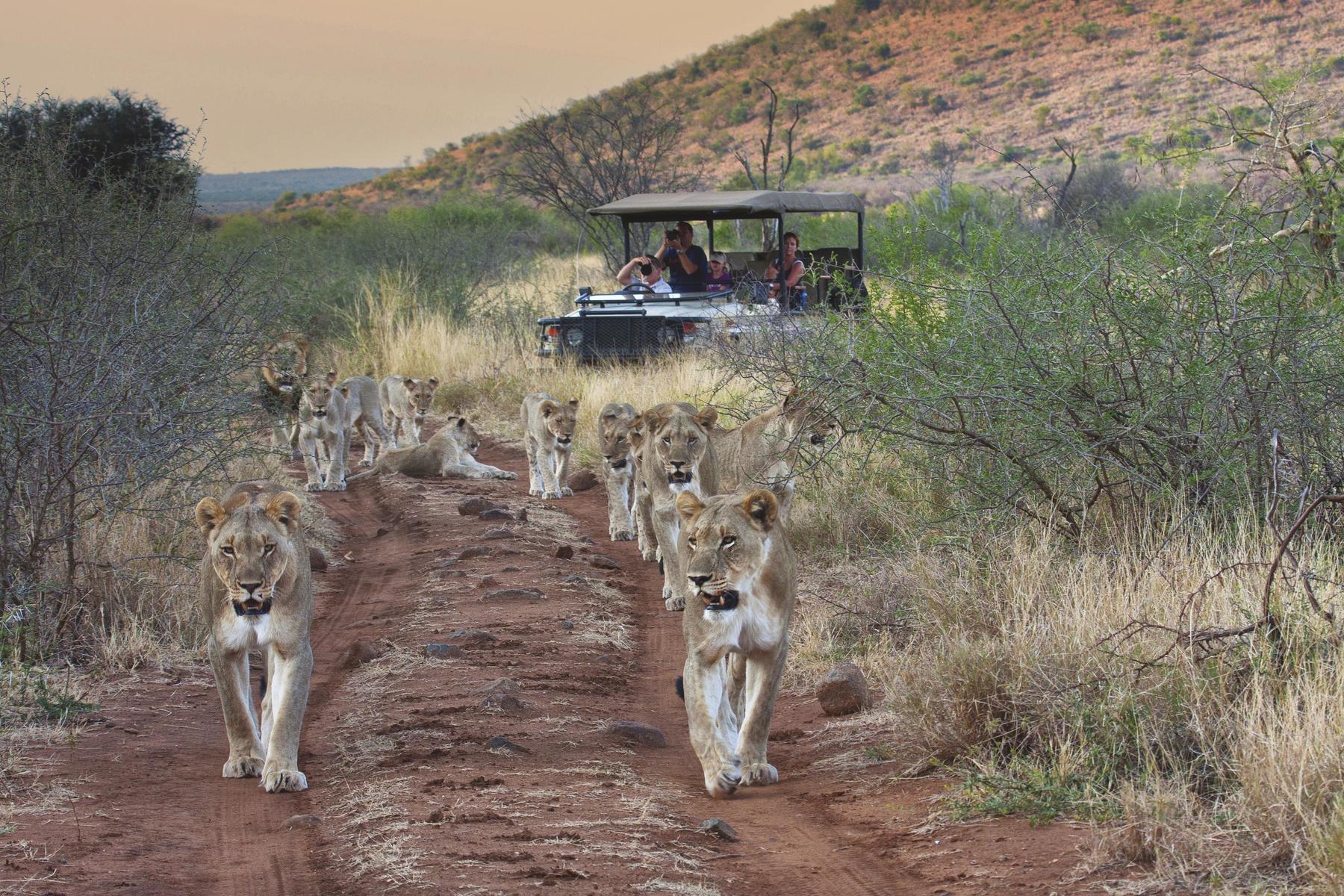 Lions seen while on a Big Five game drive in South Africa