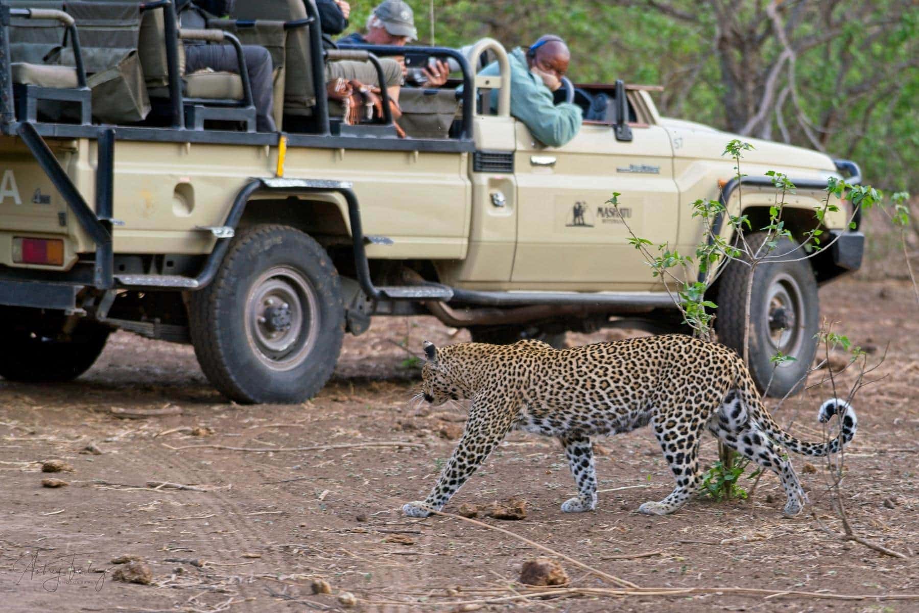Game drive spotting a leopard in the wild