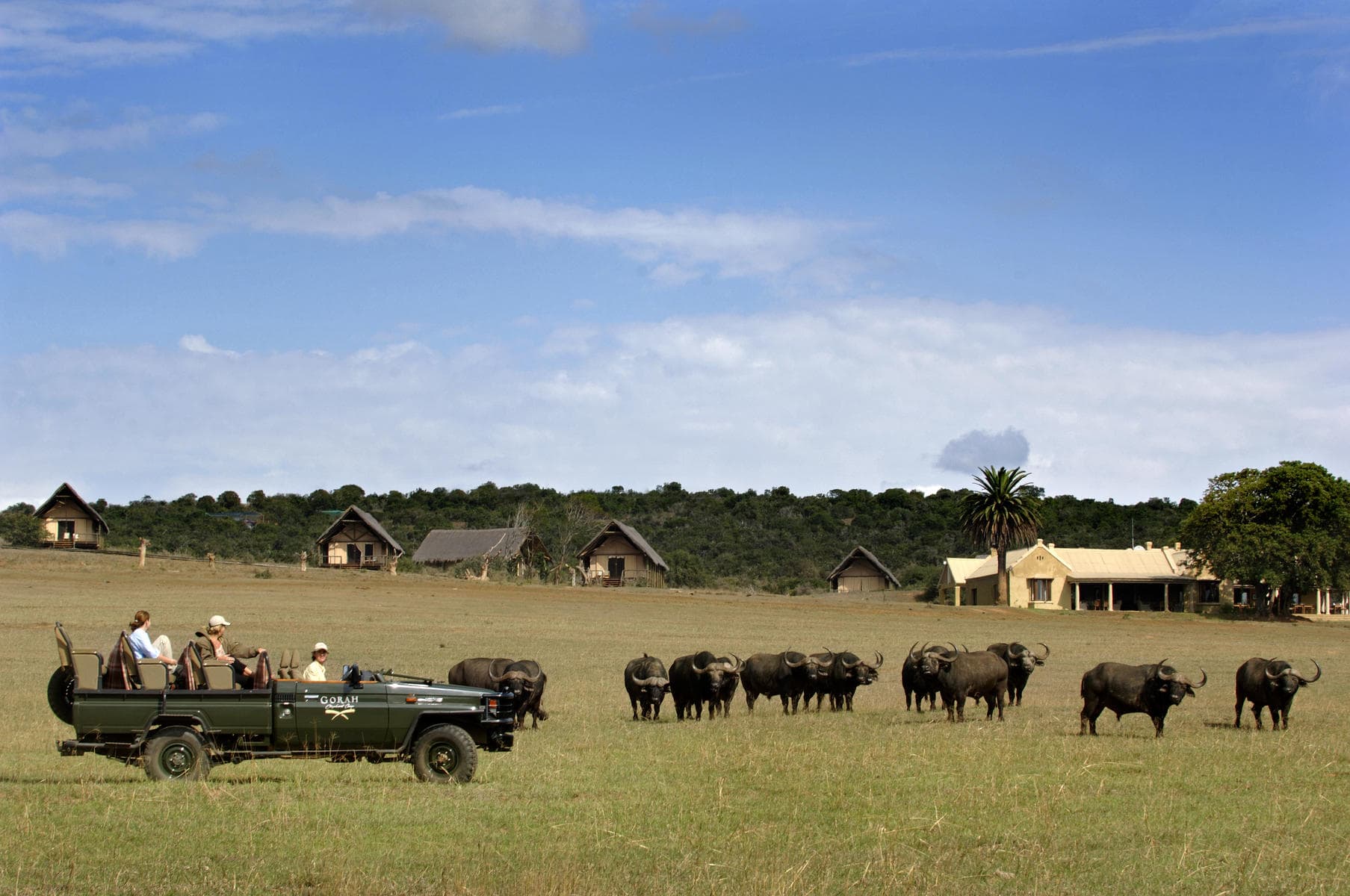 Game drive in Addo Elephant National Park.