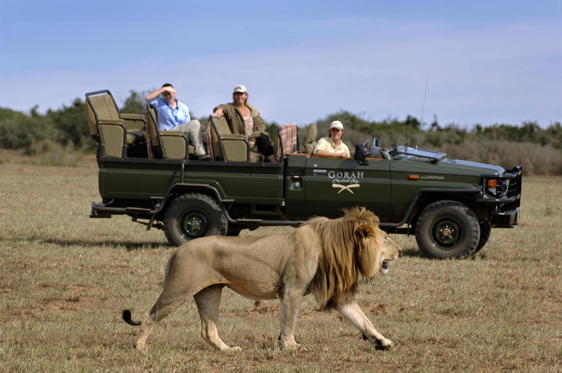 Game drive in Addo Elephant National Park.