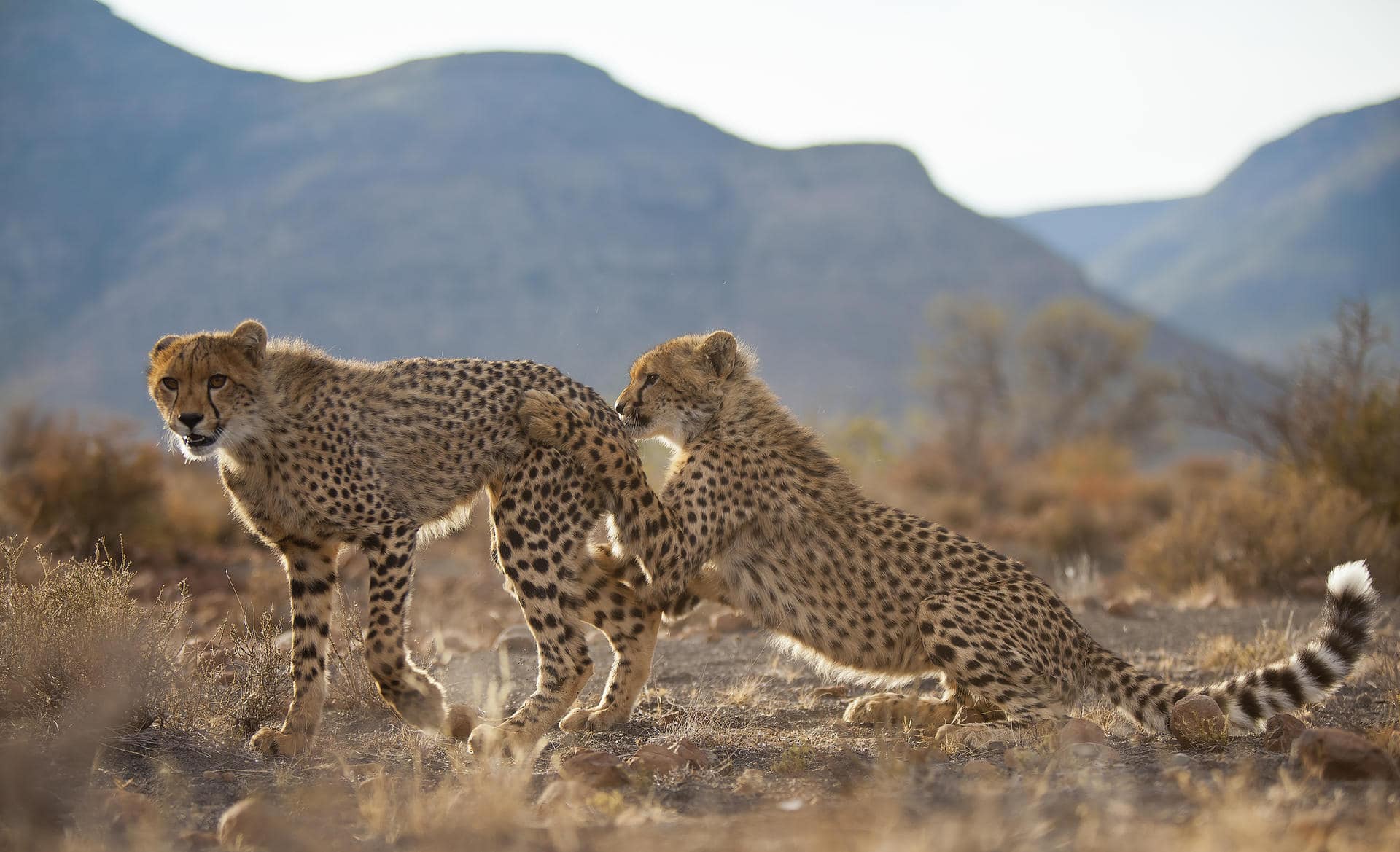 Two cheetah cubs in South Africa. Animals that can be found in South Africa.