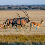 desert_oryx_2.jpg