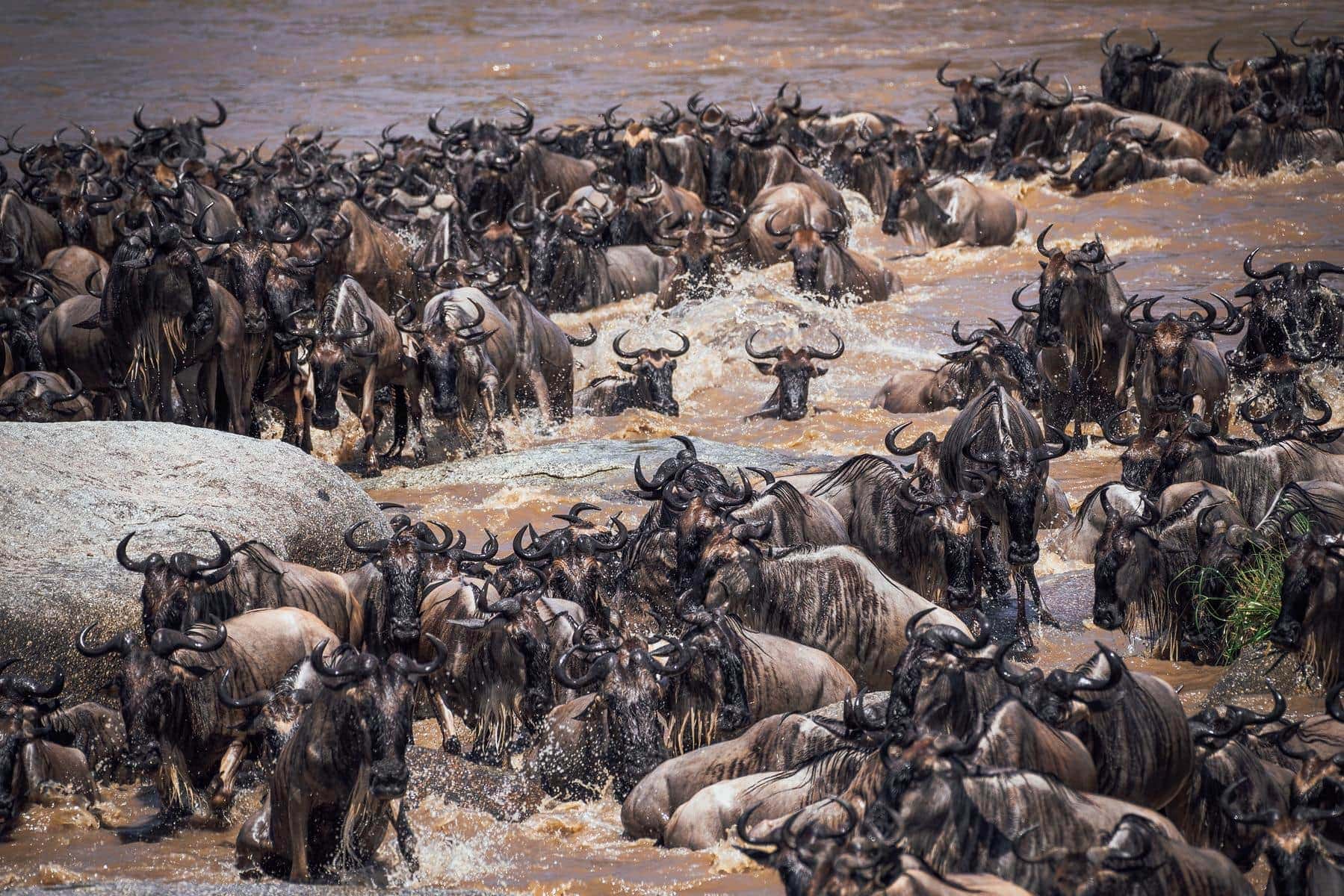 Wildebeest crossing mara river, an iconic East Africa wildlife experience