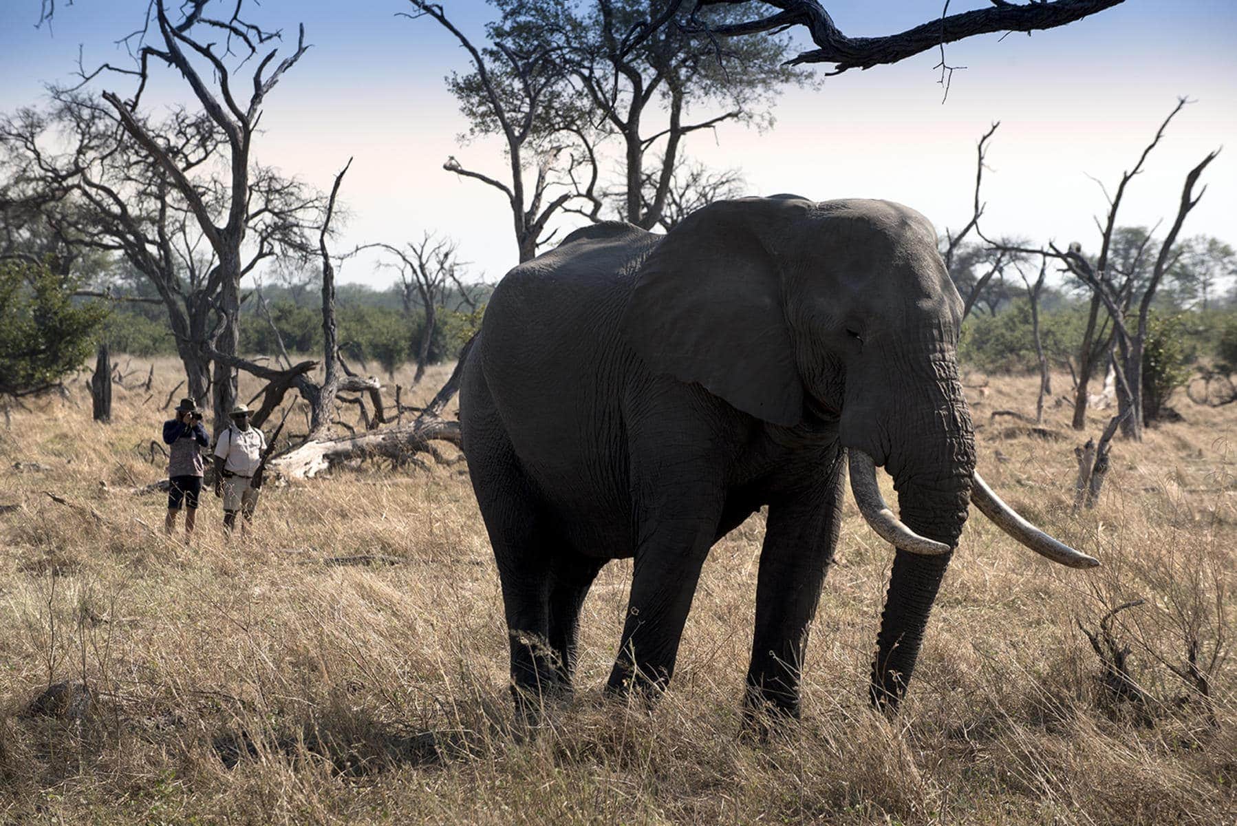 Elephant at khwai_tented_camp_moremi_reserve_botswana
