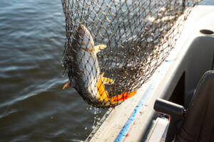 activity_-_tiger_fish_in_net3.jpg