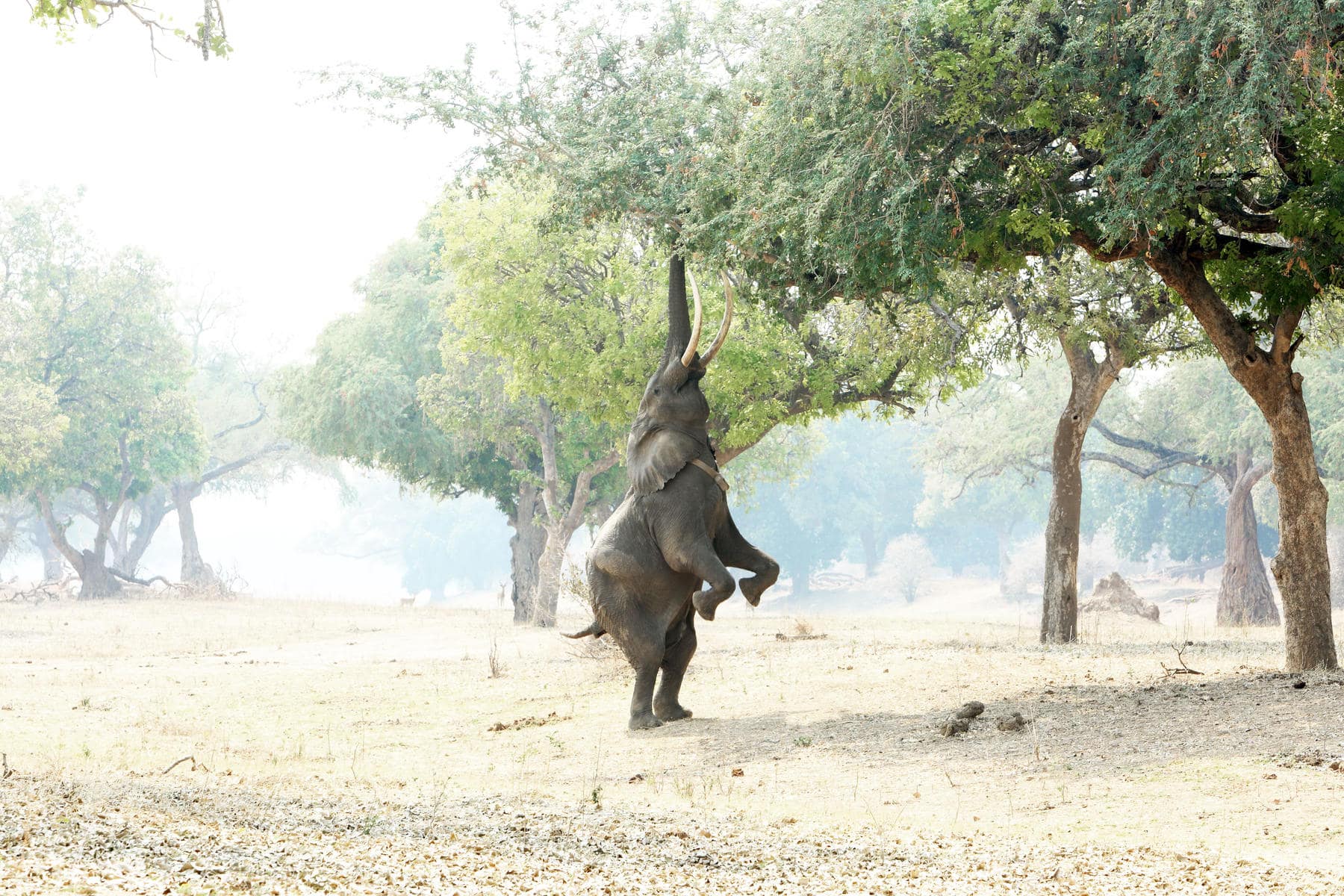 Elephant reaching for food from a tree in Mana Pools National Park 