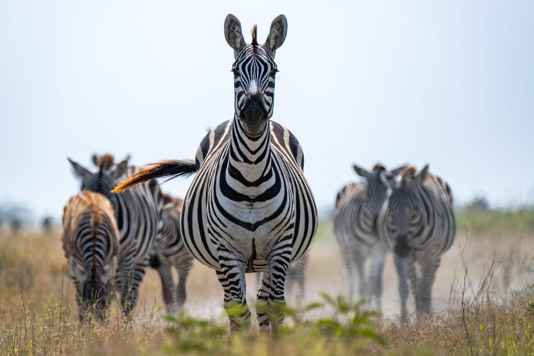 Close-up of zebras in Amboseli National Park, which you can see on a safari in Kenya