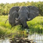 okavango-delta_17.jpg