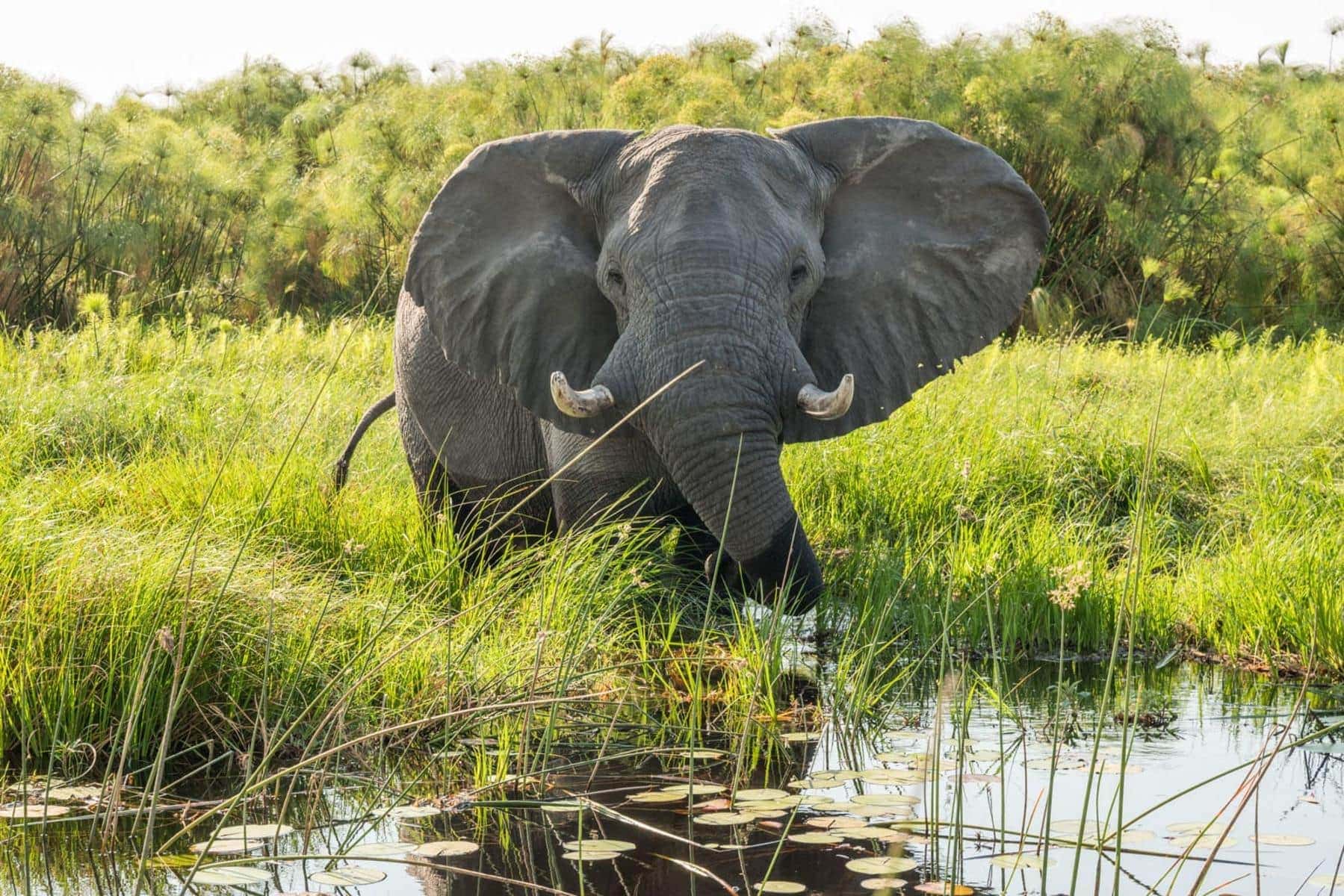 Elephant wading through the water of the Okavango Delta