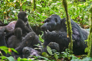 Family of gorillas including a baby in dense green vegetation in Uganda. 