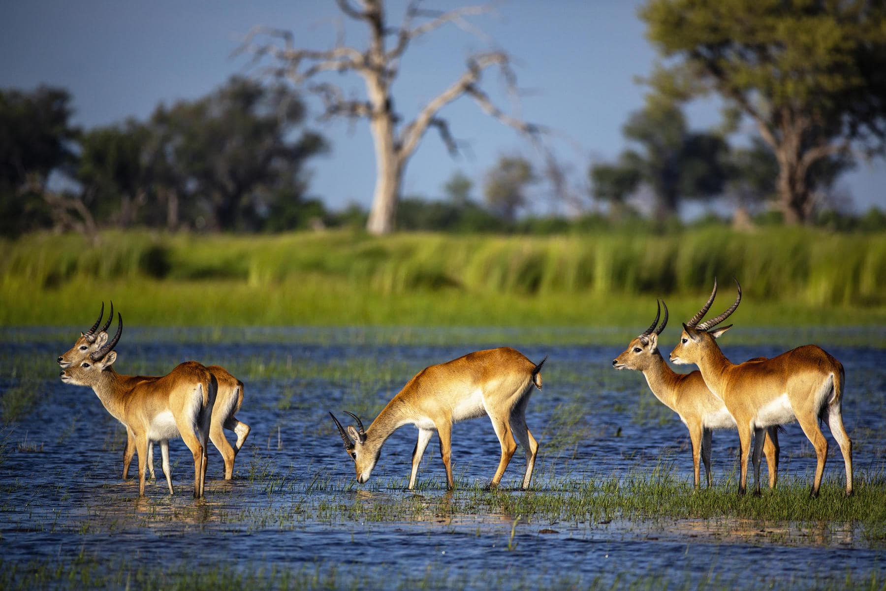 Red Lechwe in the Okavango delta
