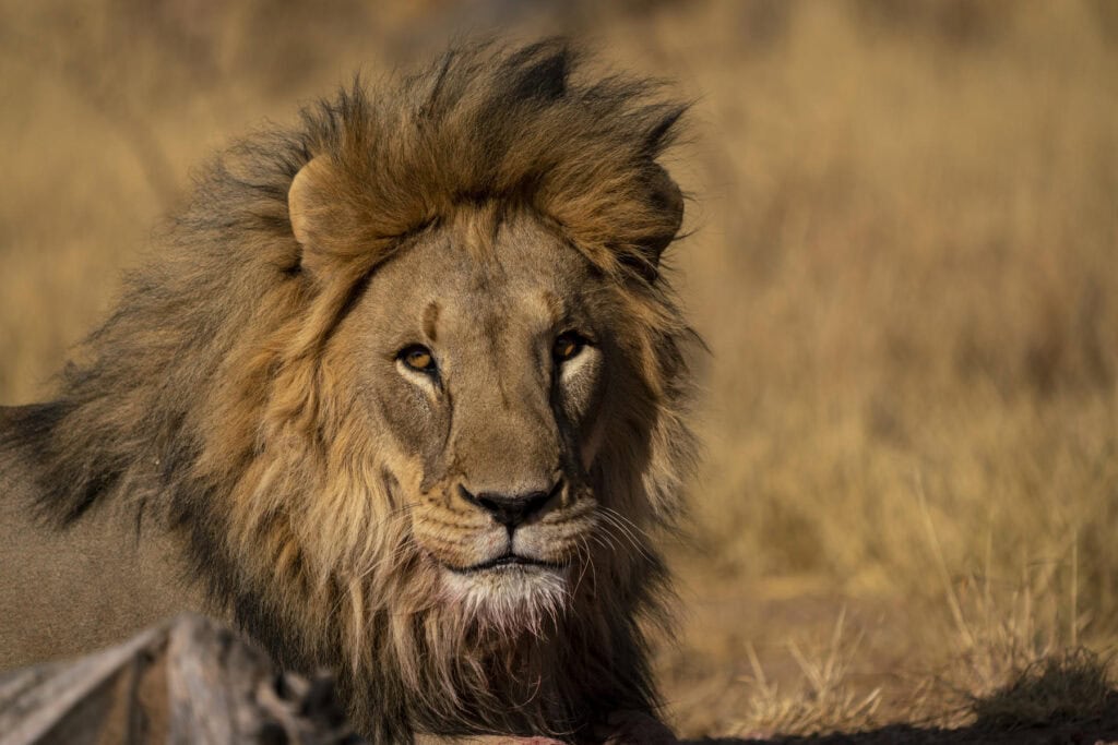 Lion in Namibia.