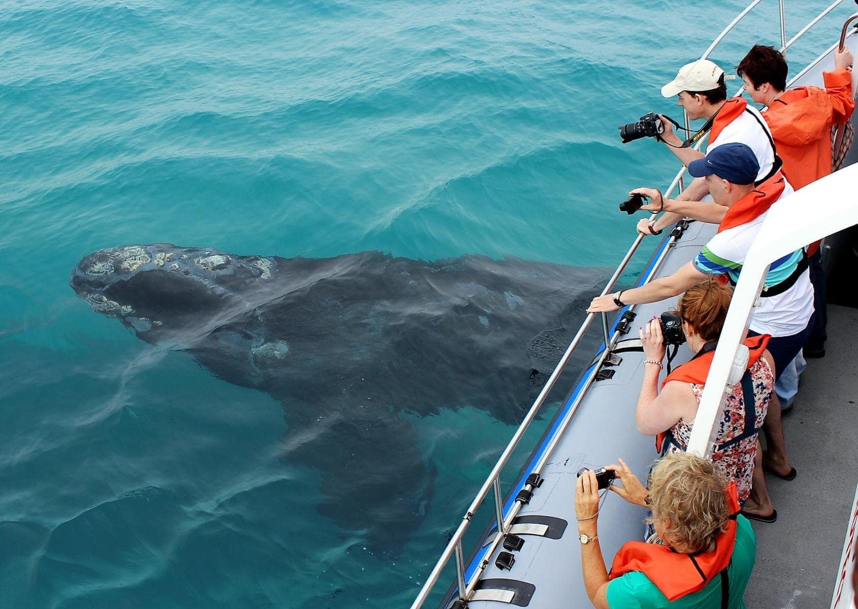 Southern Right Whale as seen from a marine safari