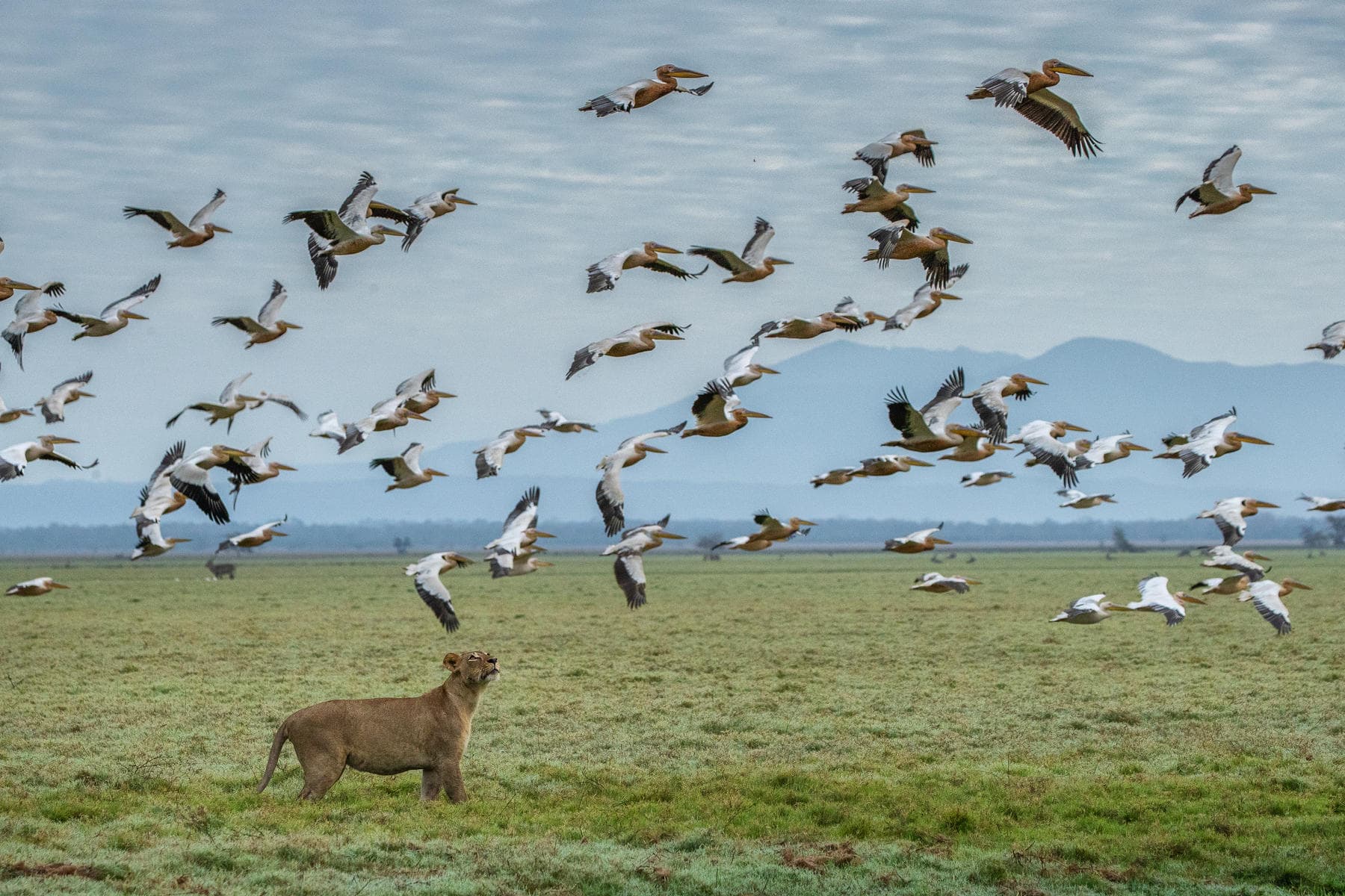 Lioness in Gorongosa looking at birds flying above her