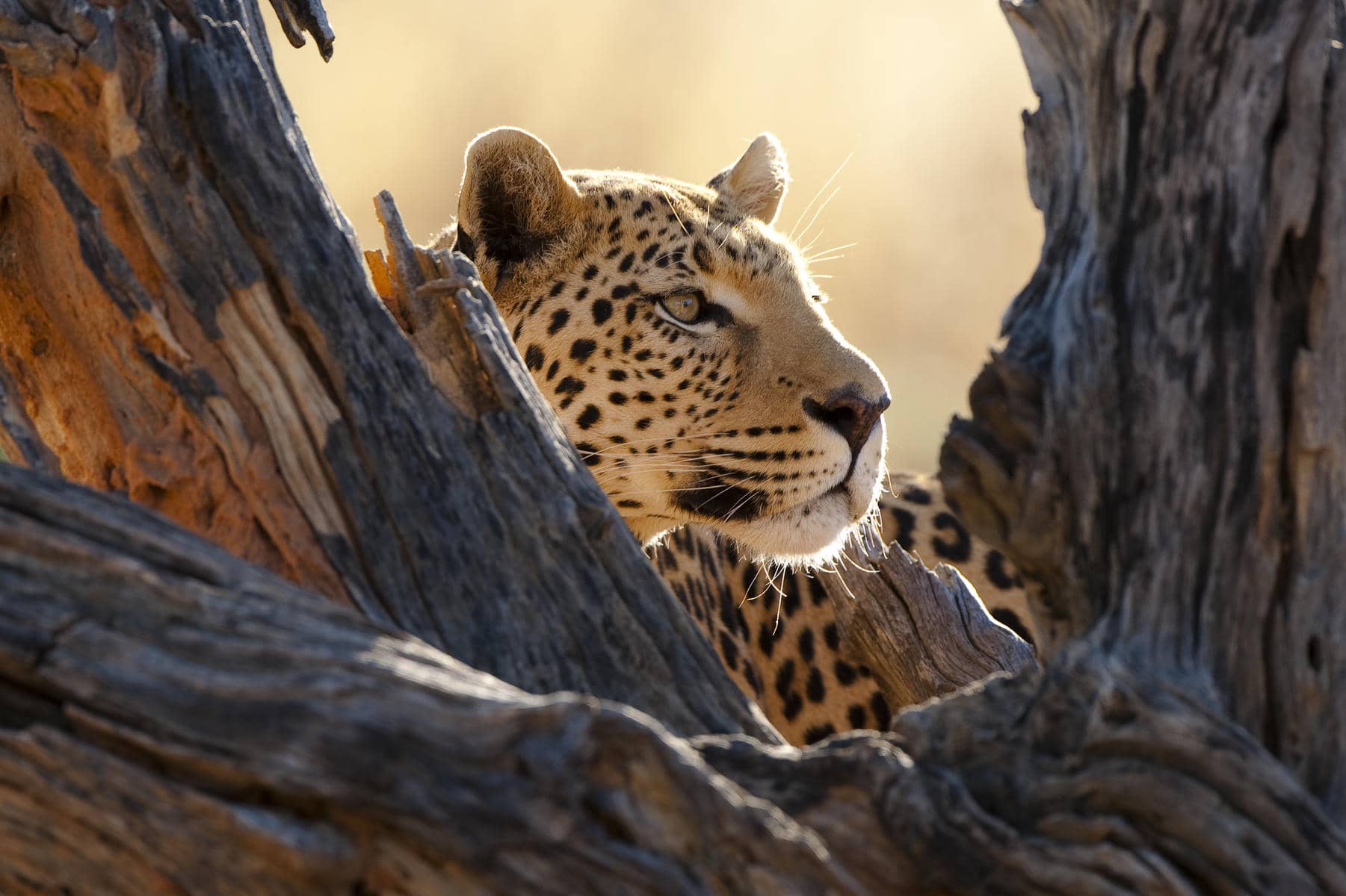 A leopard in Okonjima Nature Reserve