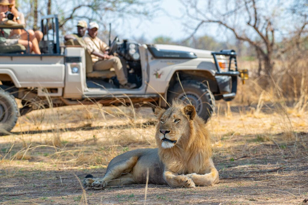 Safari vehicle looking at lion while on a game drive